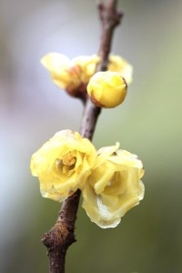 064