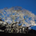s-IMG_3341